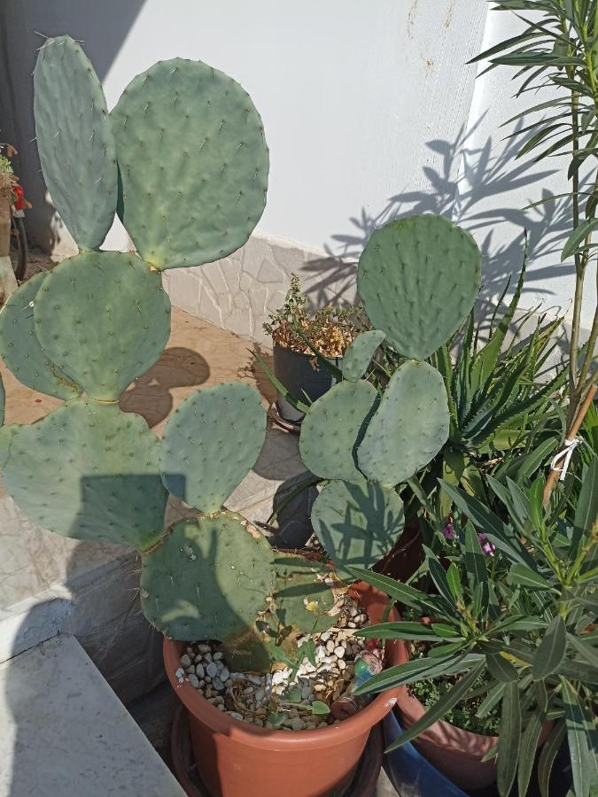 Fichi D India Διαμέρισμα Cellino San Marco Εξωτερικό φωτογραφία